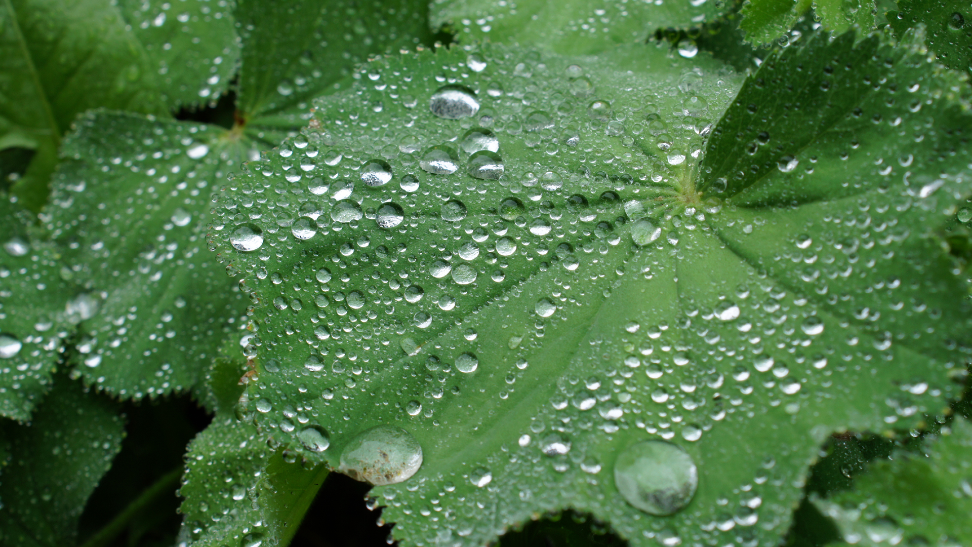 Fotostrecke Wasser 04: Regentropfen auf Blättern