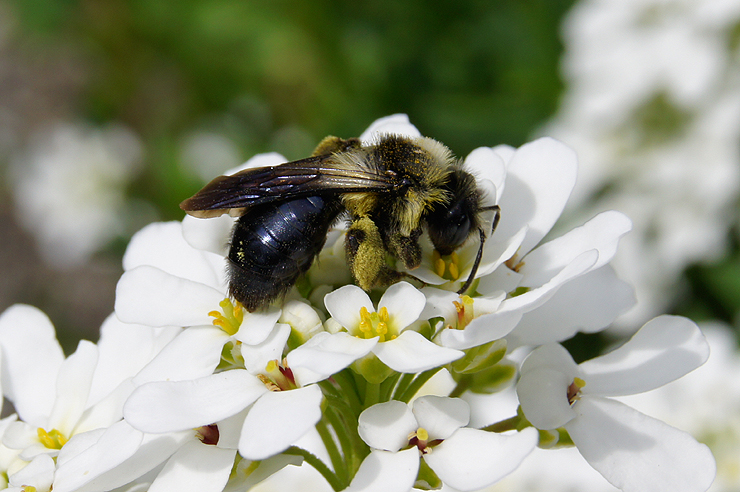 Fotostrecke Wildtiere: Schwarze Biene